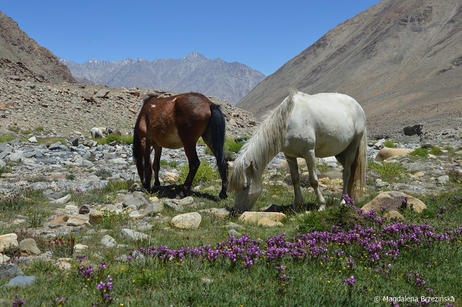 fot. Jak z bajki © Magdalena Brzezińska, Ladakh, Indie 2016